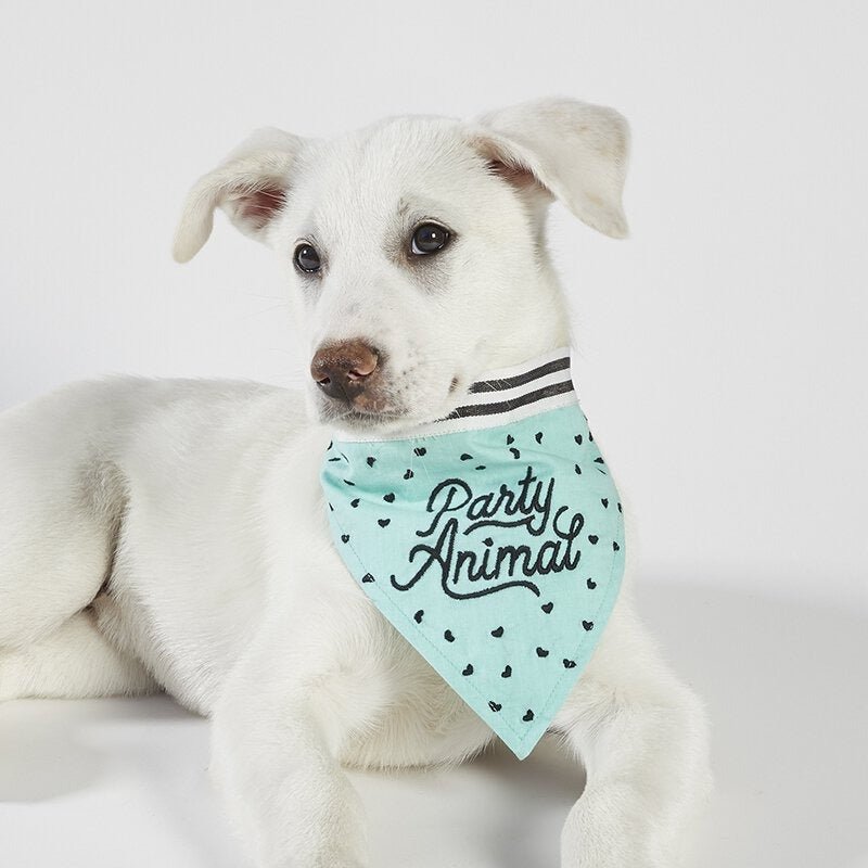 Pet Lovers - A Cottage in the City