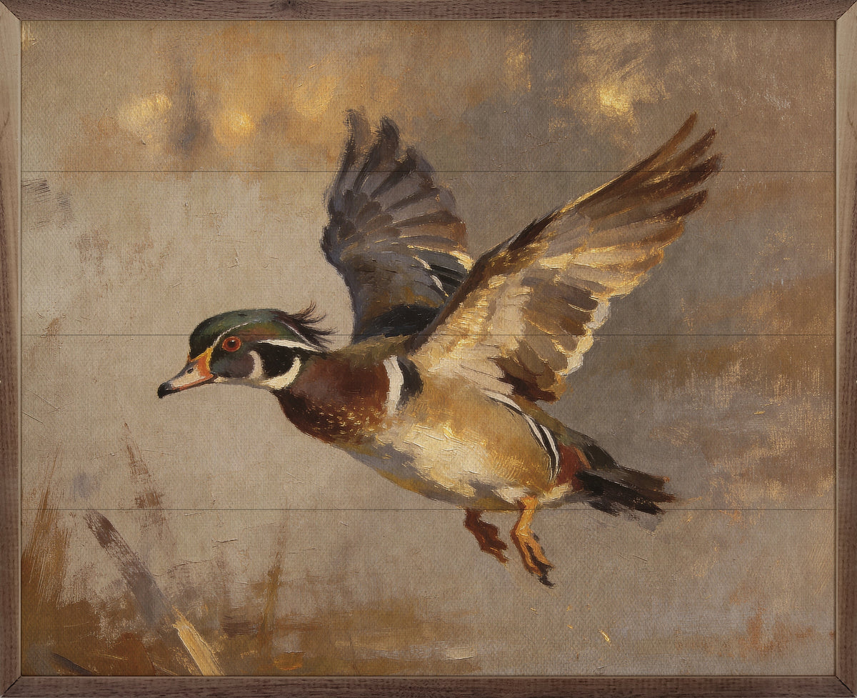 Wood Duck In Flight Over Pond Wood Framed Print