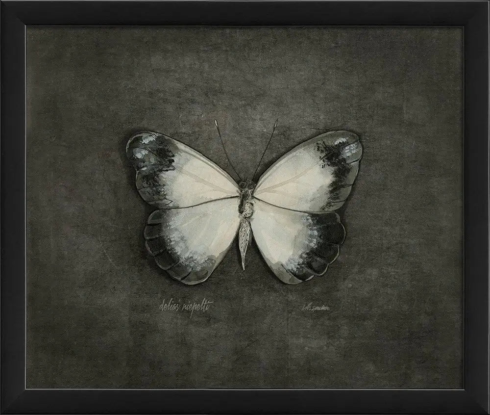 Butterfly Art Print