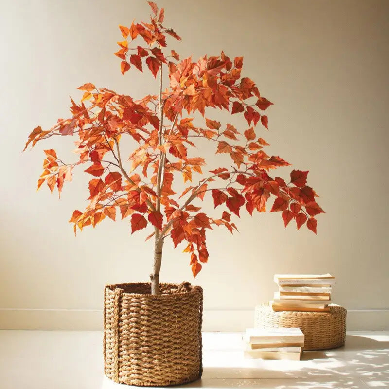 Autumn Birch Tree In Black Pot