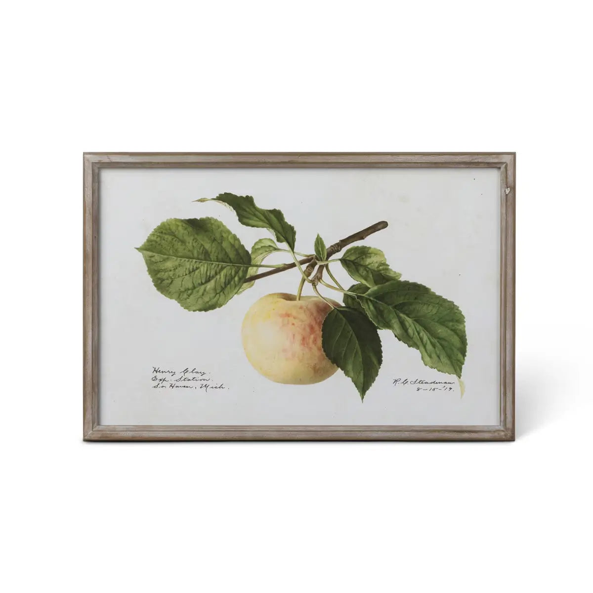 Vintage Orchard Framed Fruits Wall Art Print Set