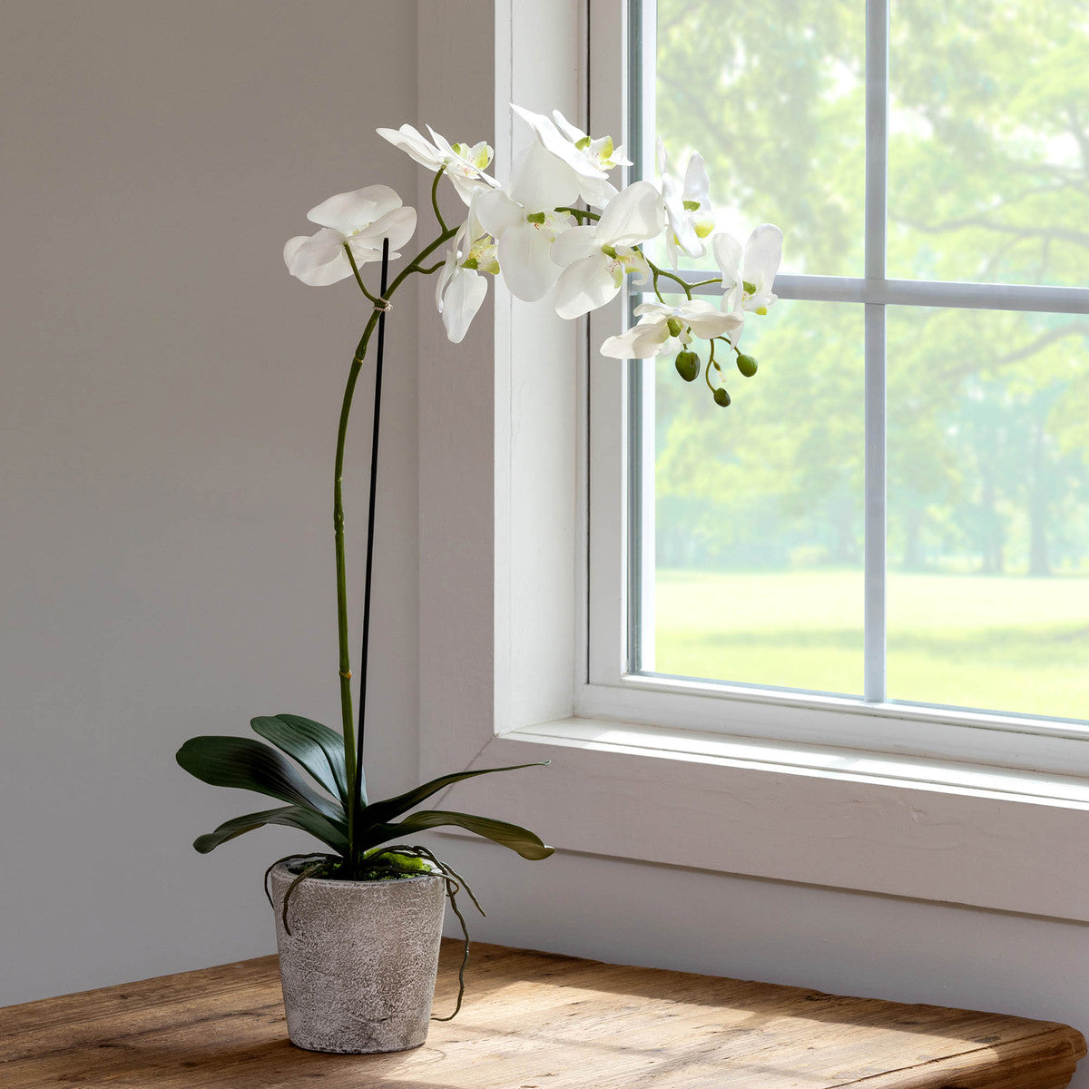 Phalaenopsis Orchid Plant in Concrete Pot
