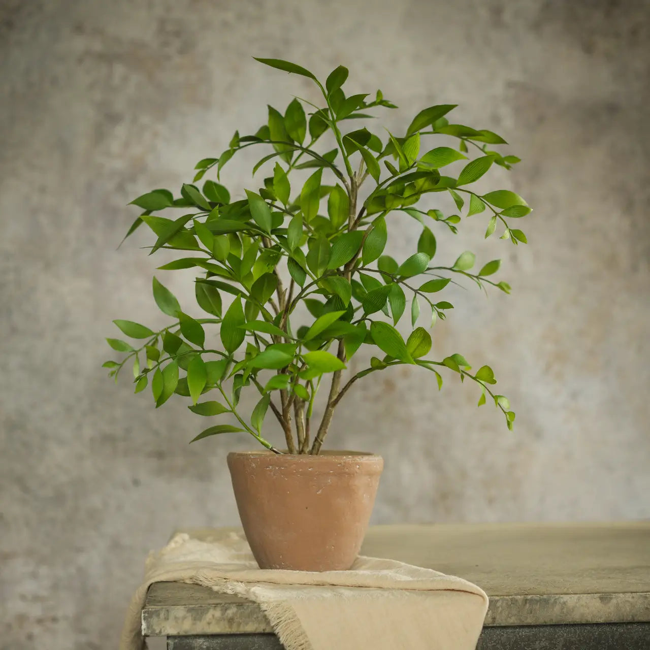 Potted Smilax Plant