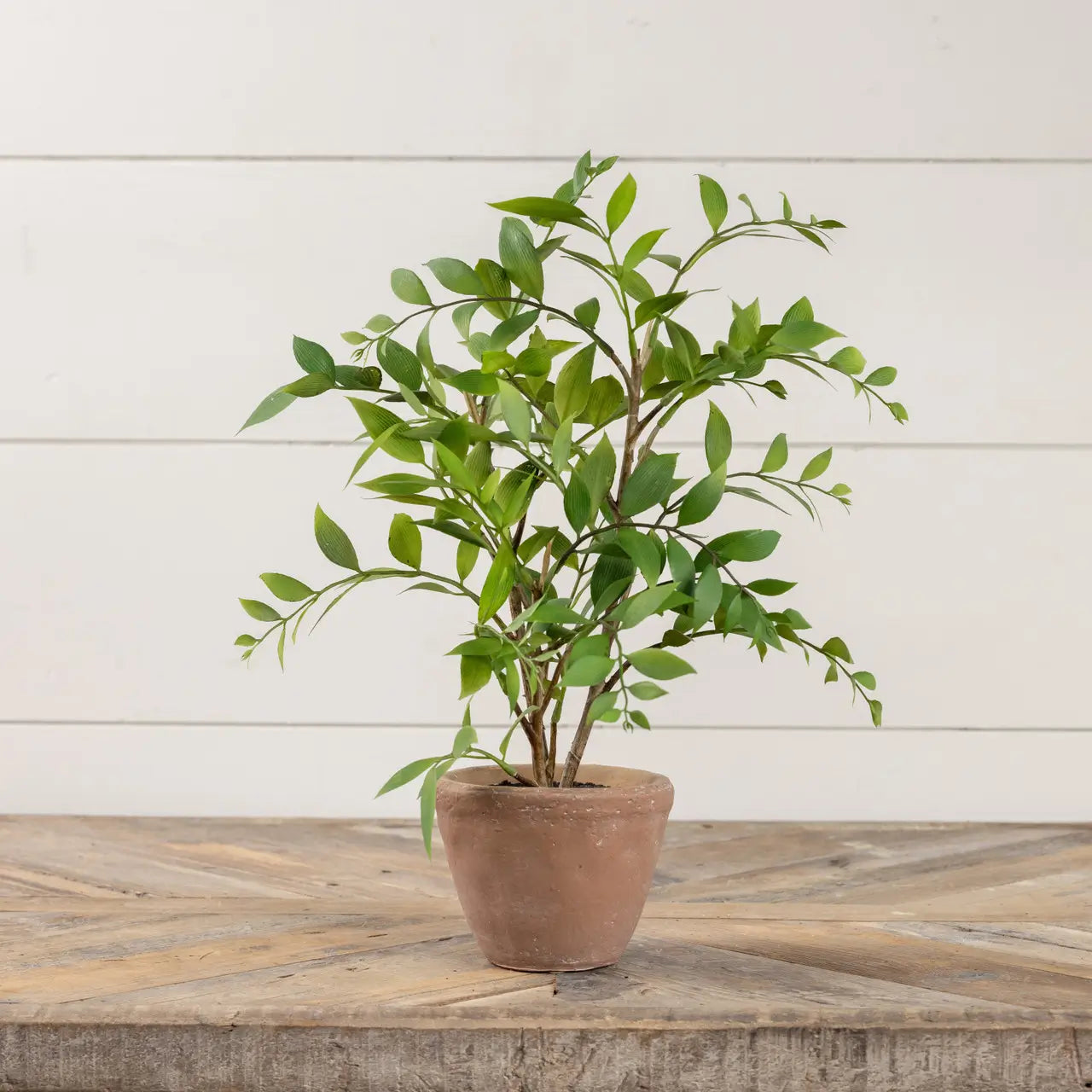 Potted Smilax Plant
