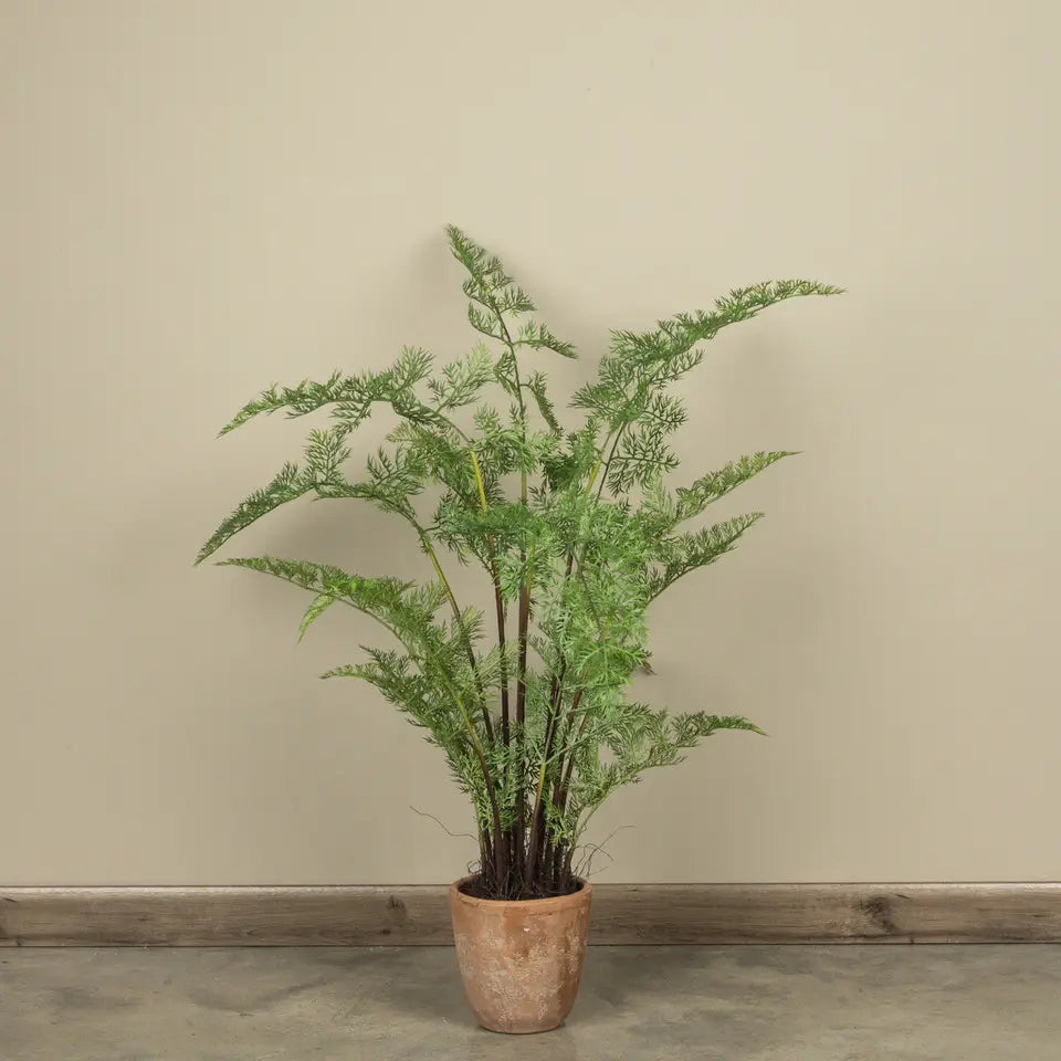 Potted Forest Fern