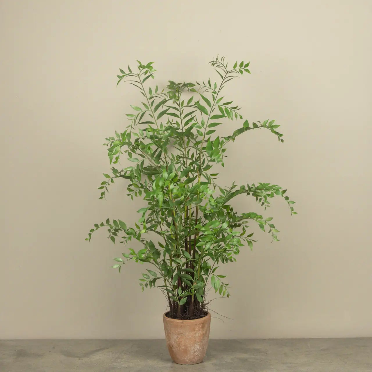 Potted Smilax Plant