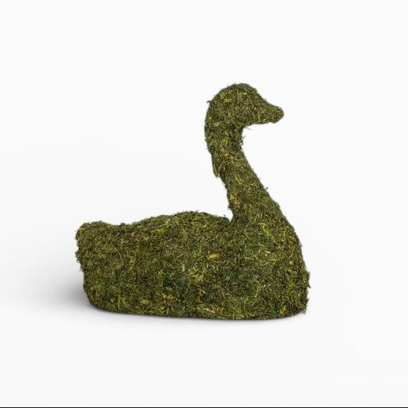Moss Swan