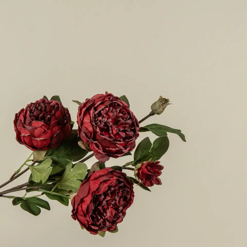 Red Dried Peony Spray