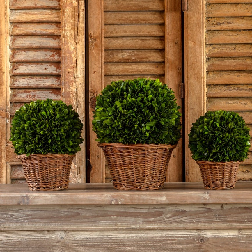 Preserved Boxwood Ball In Basket