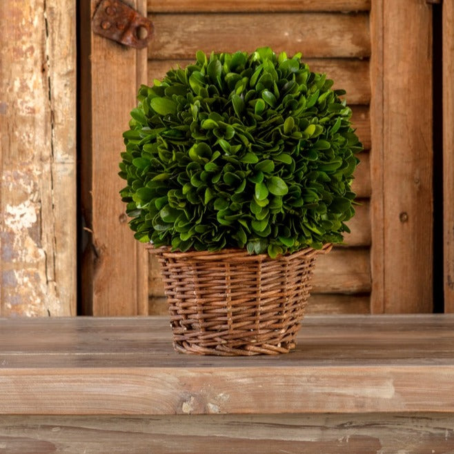 Preserved Boxwood Ball In Basket