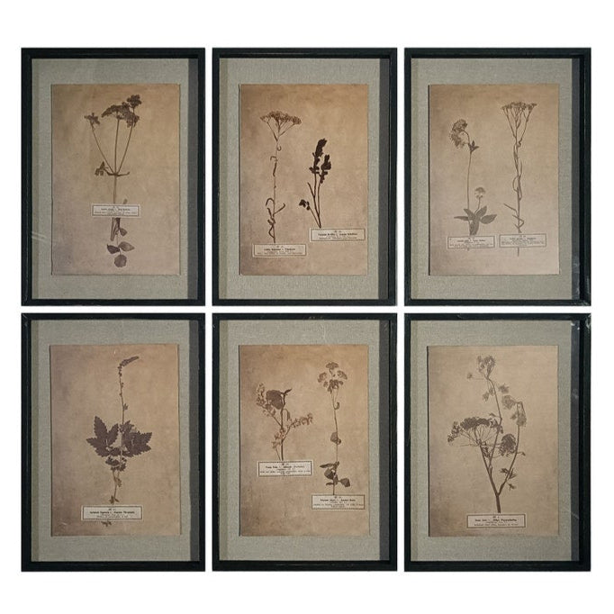 Pressed Botanical Prints Set