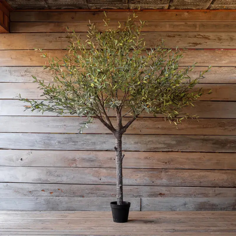 Estate Olive Tree