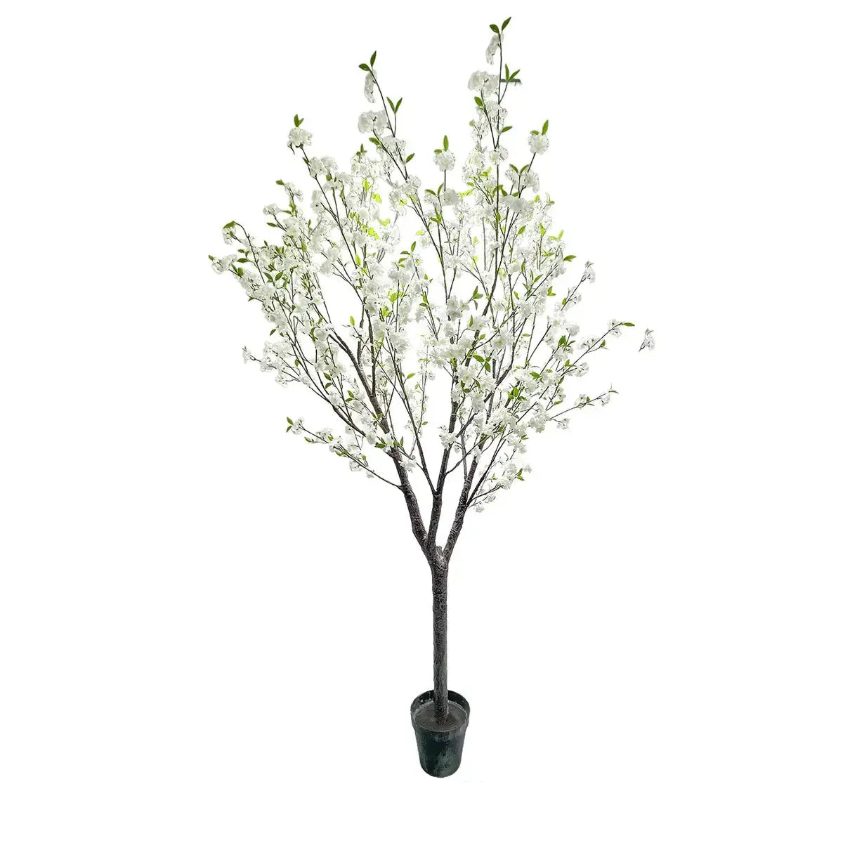White Blossom Orchard Tree