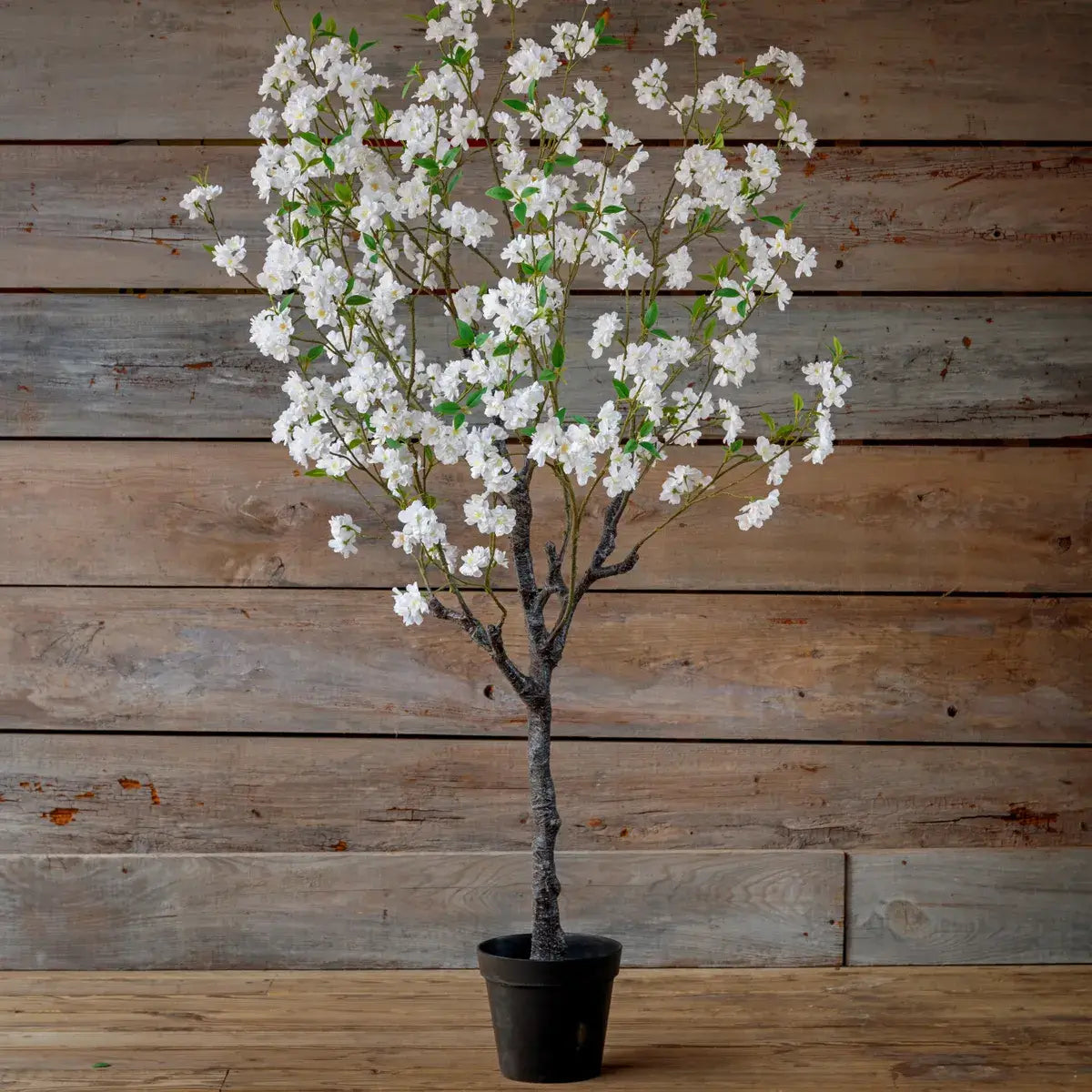 White Blossom Potager Tree