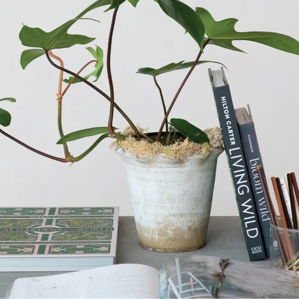 Ruffled Edge Terra Cotta Planter