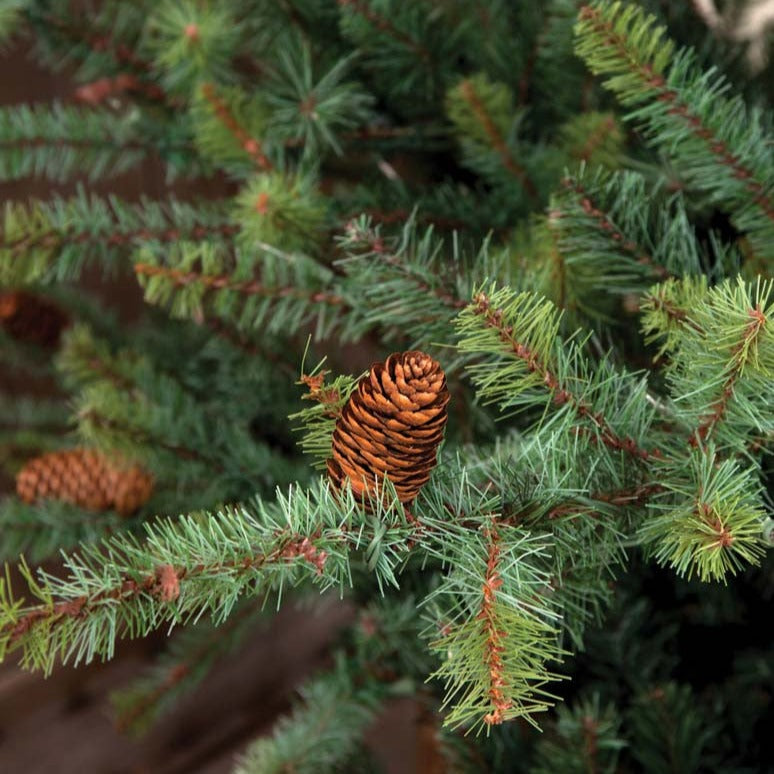 9' Park Hill Blue Spruce Christmas Tree With LED Lights