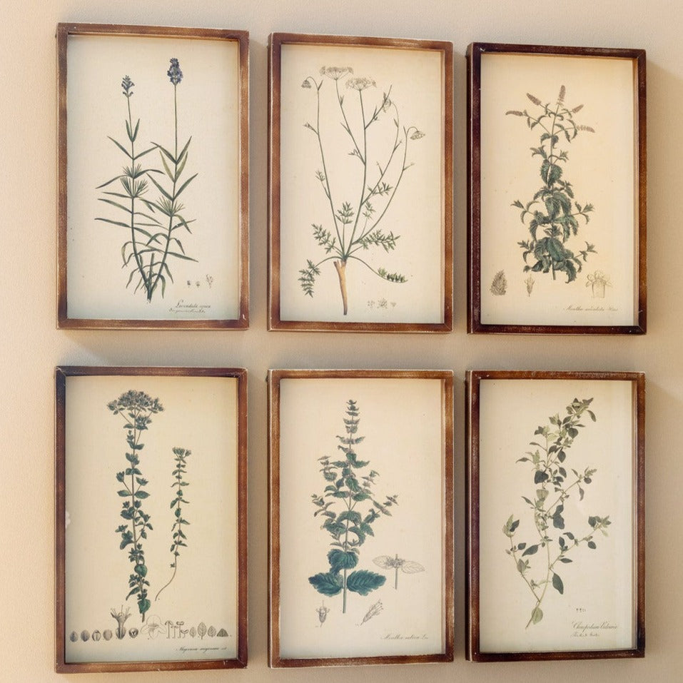 Collected Botanical Framed Prints