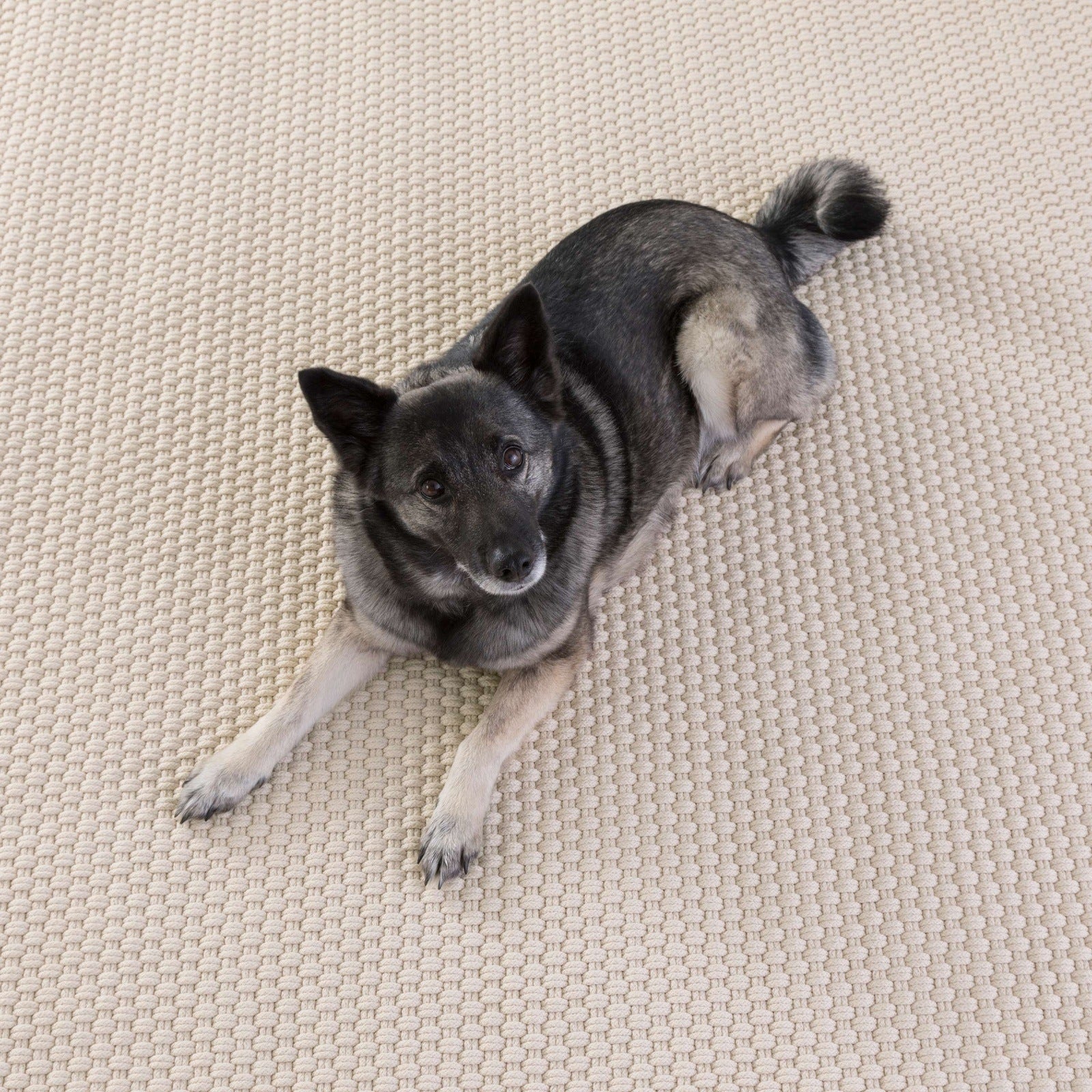 Dash & Albert Rope Ivory Indoor/Outdoor Rug