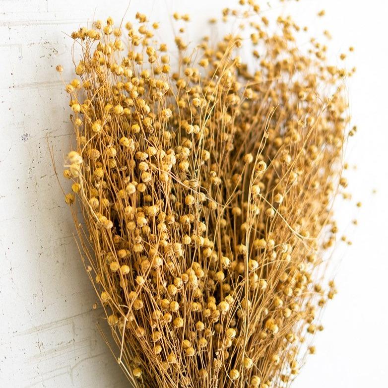 Natural Lino Stem Bundle