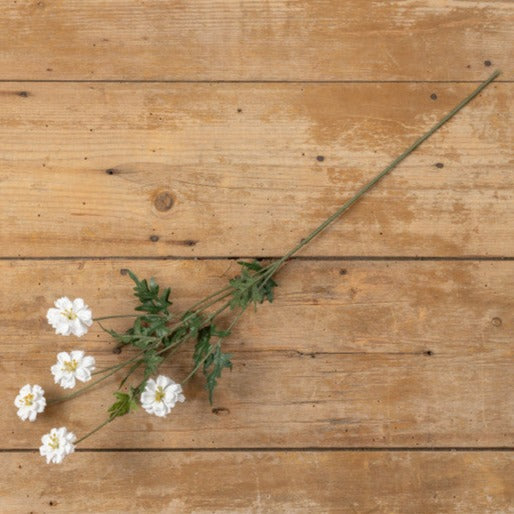 White Coreopsis Spray