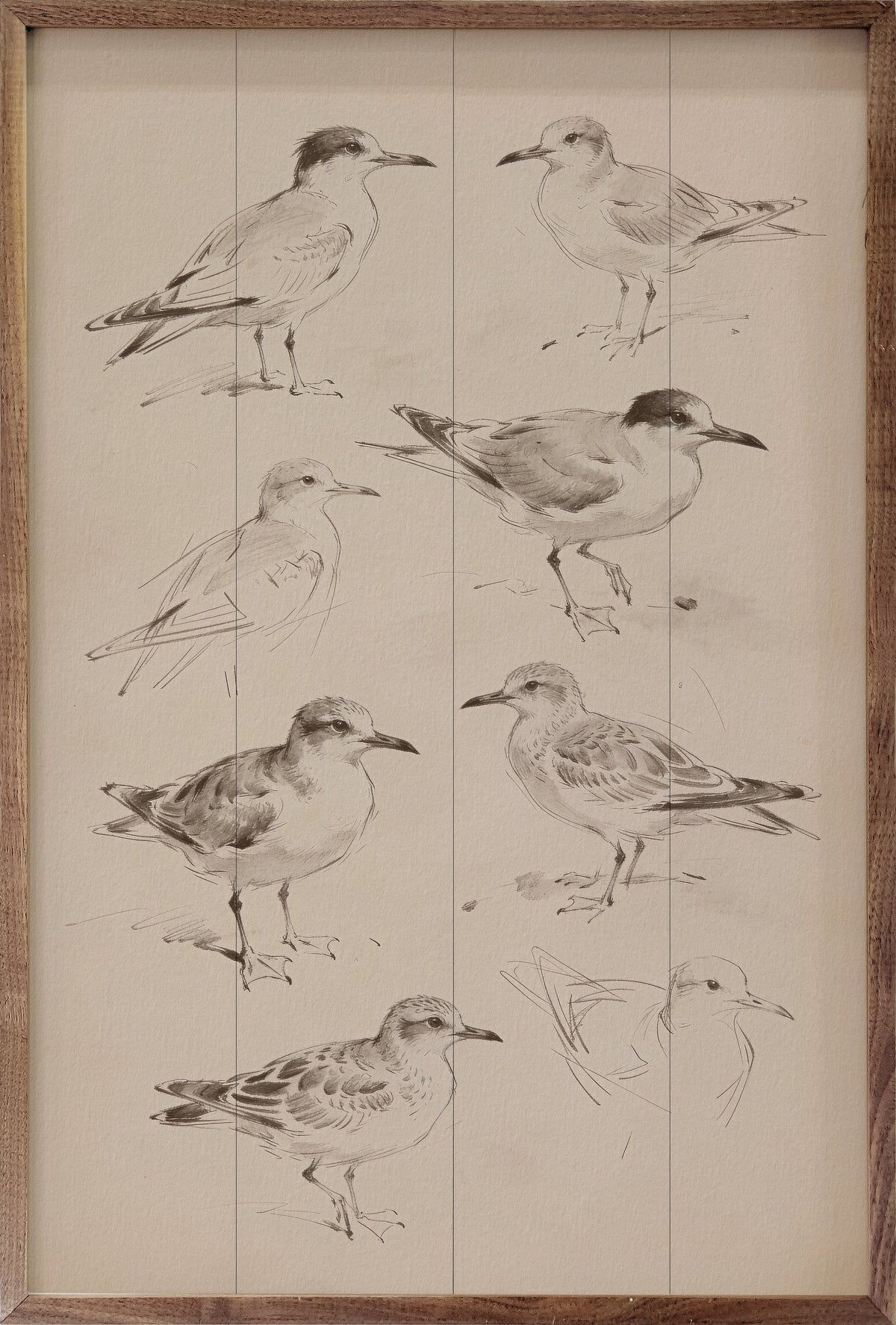 Coastal Shorebird Studies Wood Framed Print