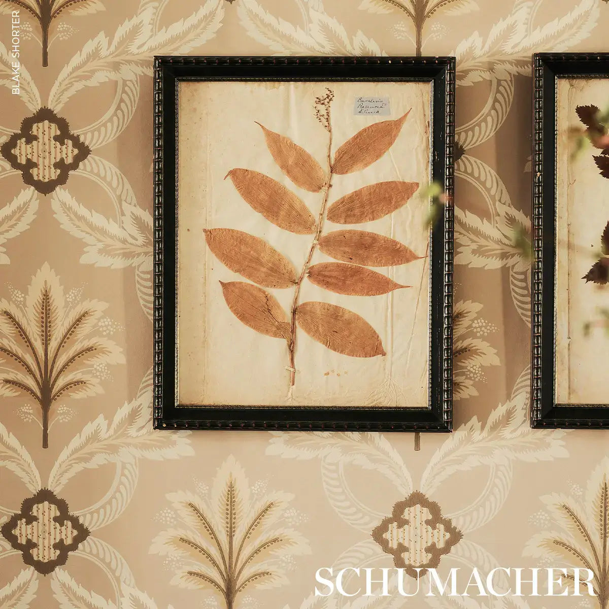 Schumacher Front Waltz Wallpaper