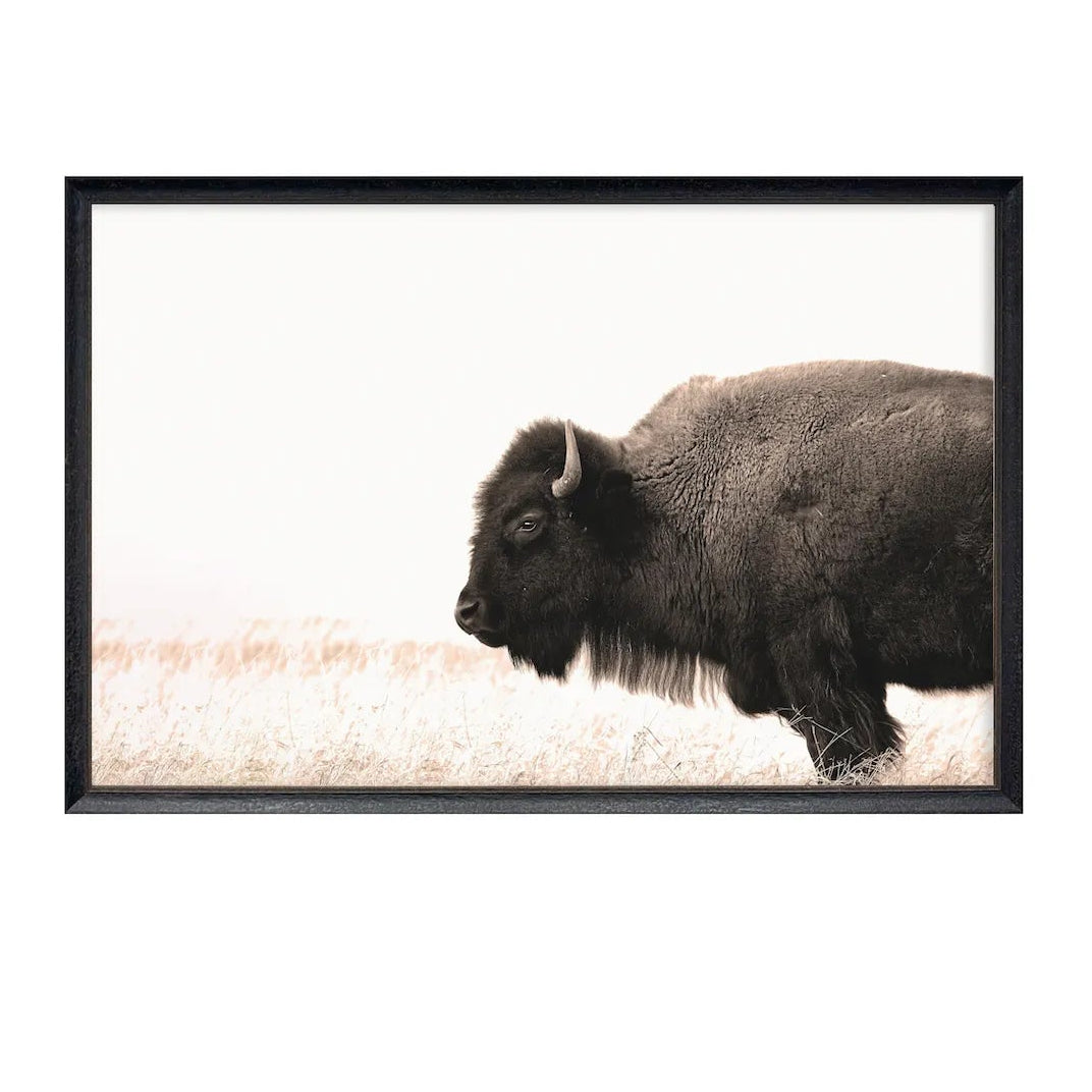 Buffalo On Plains Art Print