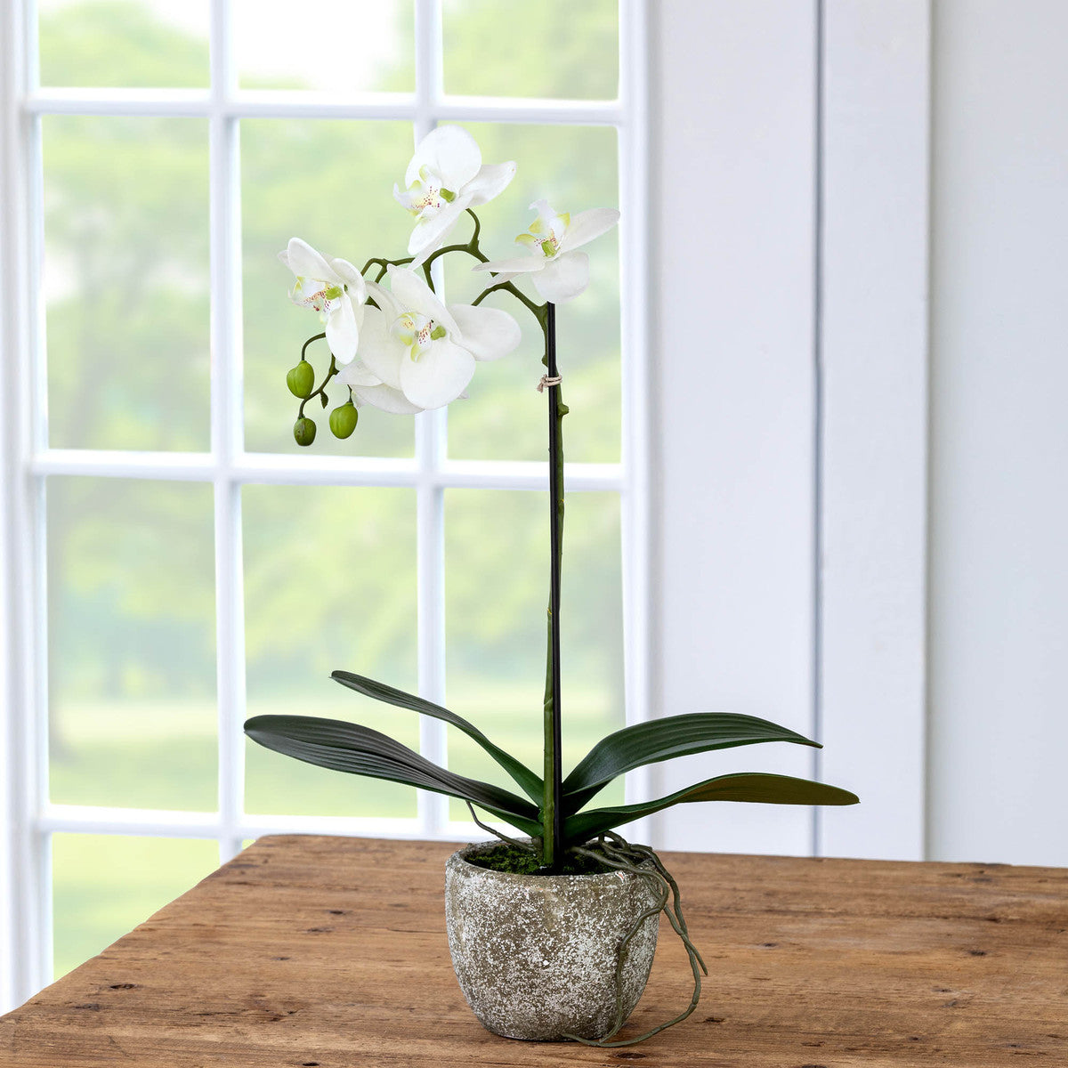 Phalaenopsis Orchid Plant in Concrete Pot