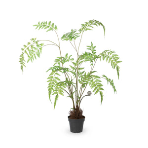 Forest Fern Plant in Growers Pot
