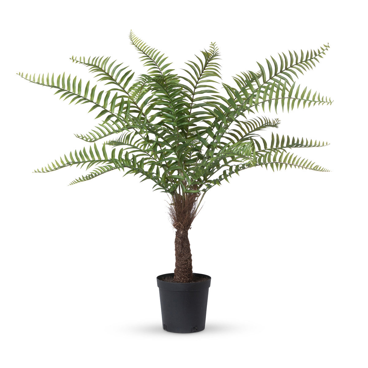 Large Tree Fern In Growers Pot | A Cottage in the City