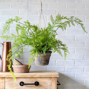 Large Potted Hanging Fern