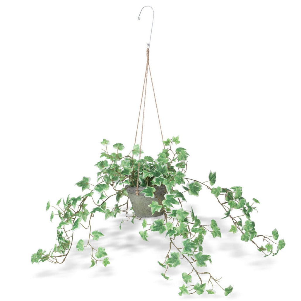 Hanging Variegated Ivy Plant