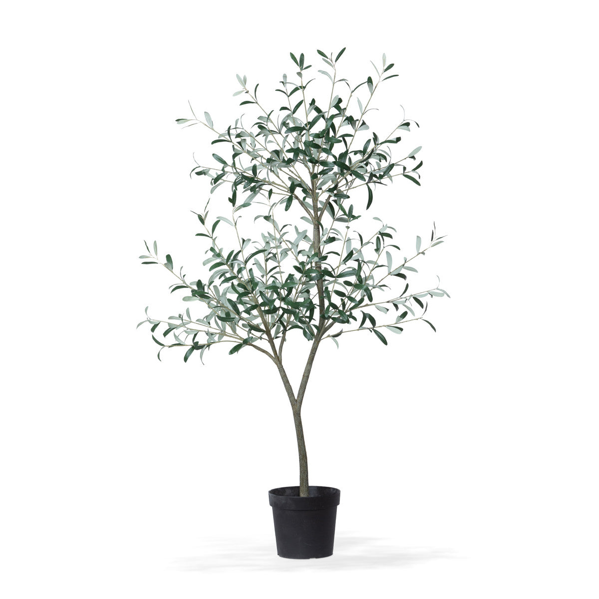 Tuscan Olive Tree in Grower&#39;s Pot