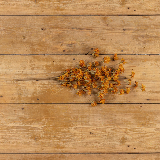 Tangerine Wild Mum Bush