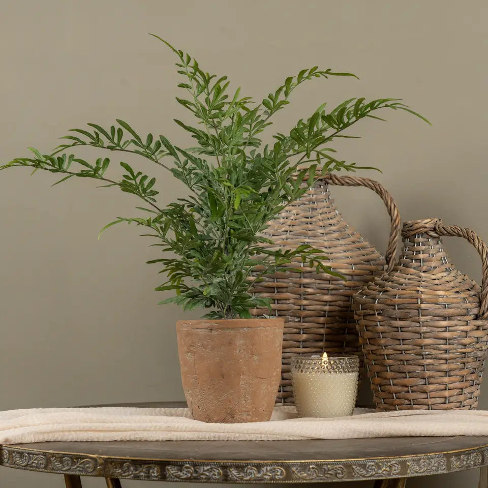 Potted Heavenly Bamboo