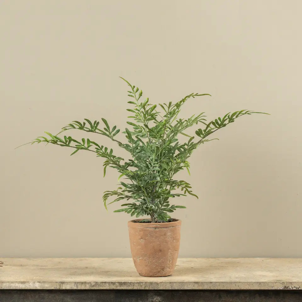 Potted Heavenly Bamboo