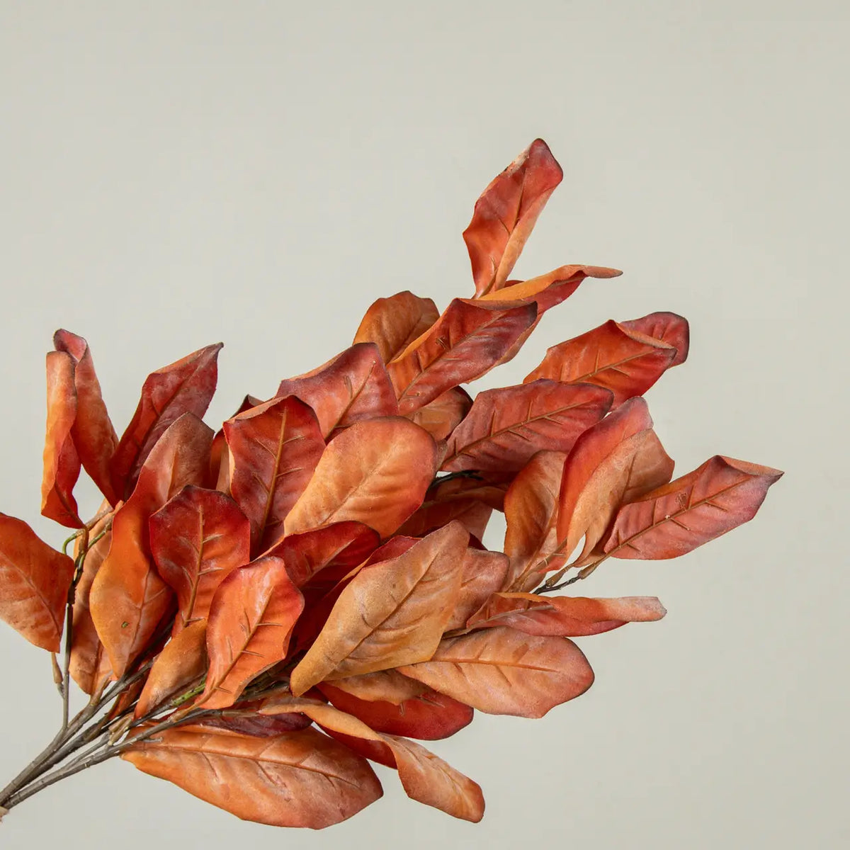 Dried Orange Magnolia Leaves Bundle