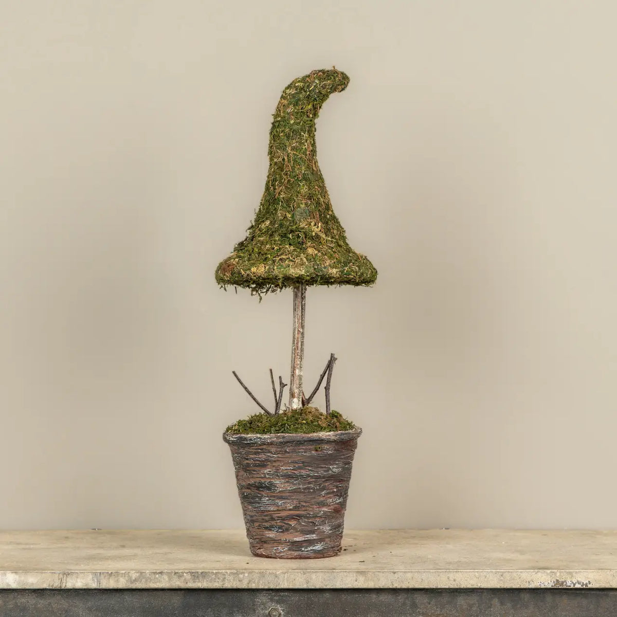 Potted Moss Witches Hat