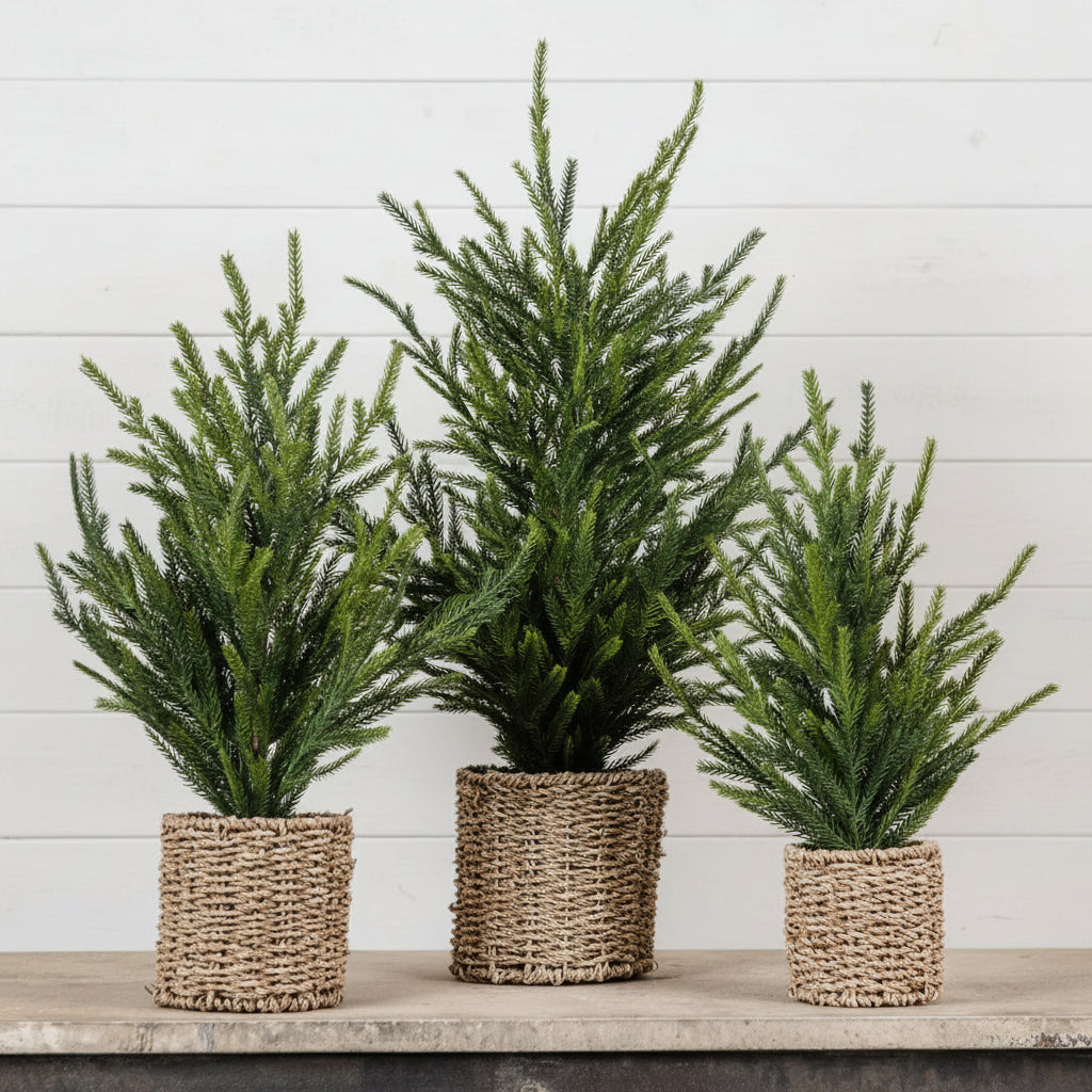 Austrian Pine Basket Tree