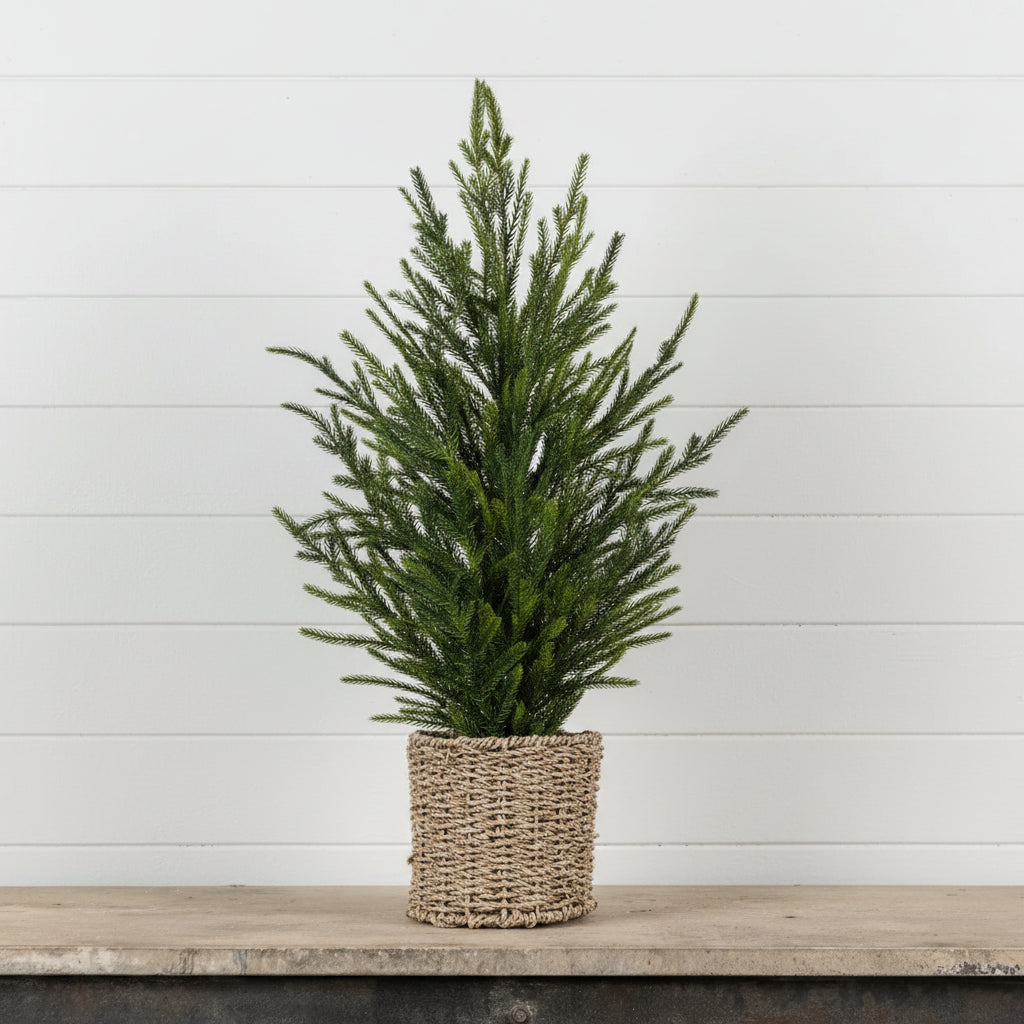 Austrian Pine Basket Tree