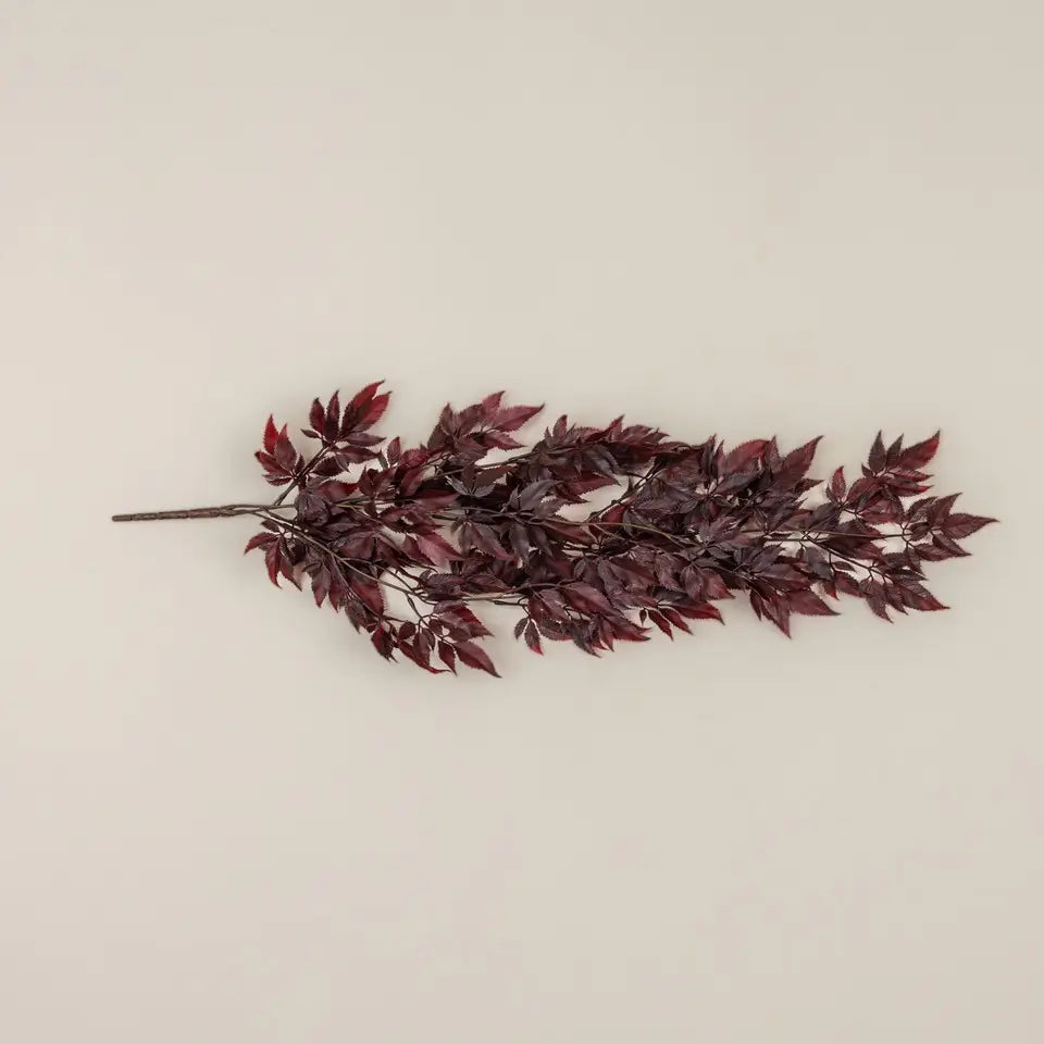 Burgundy Spikenard Hanging Bush