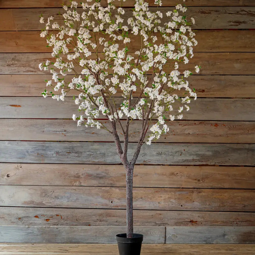 White Blossom Orchard Tree