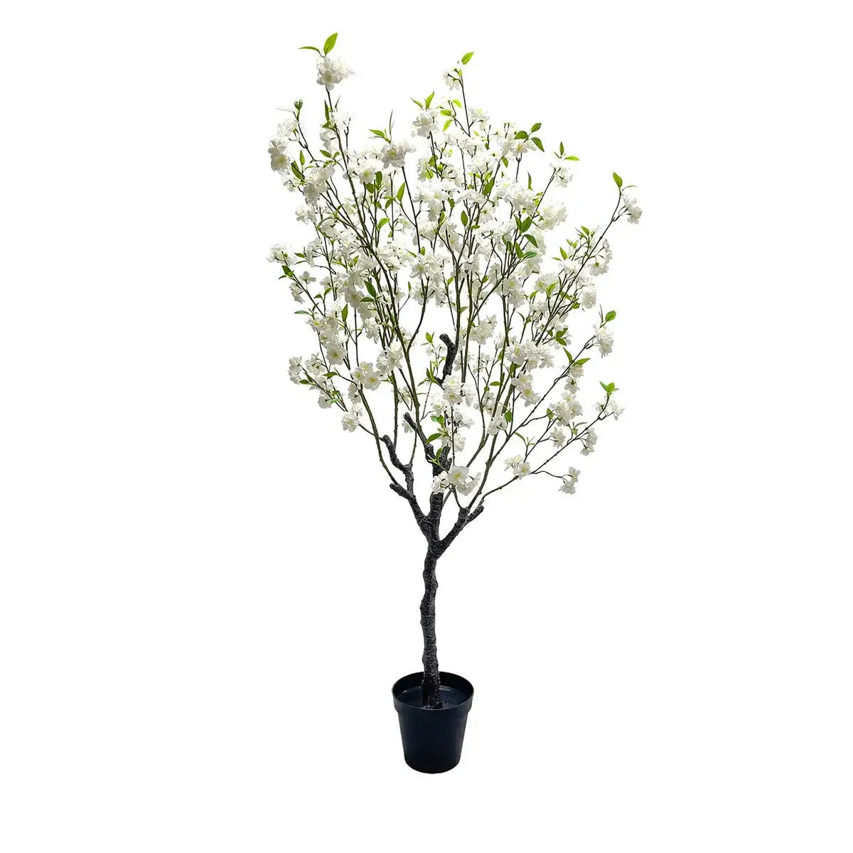 White Blossom Potager Tree