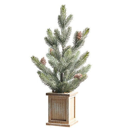 Potted Pine Tree With Pinecones