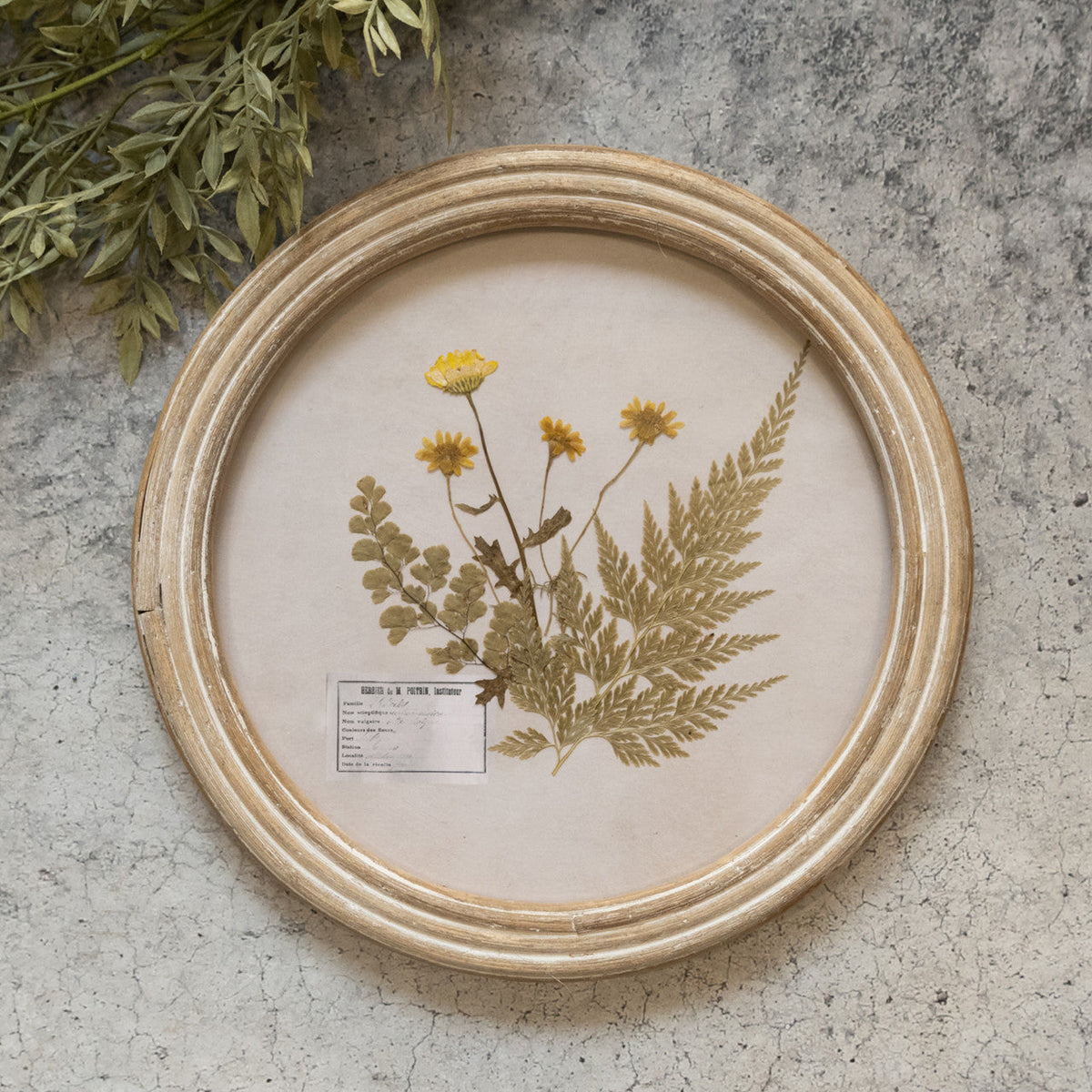 9.5&quot; Round Pressed Foliage Wall Frame