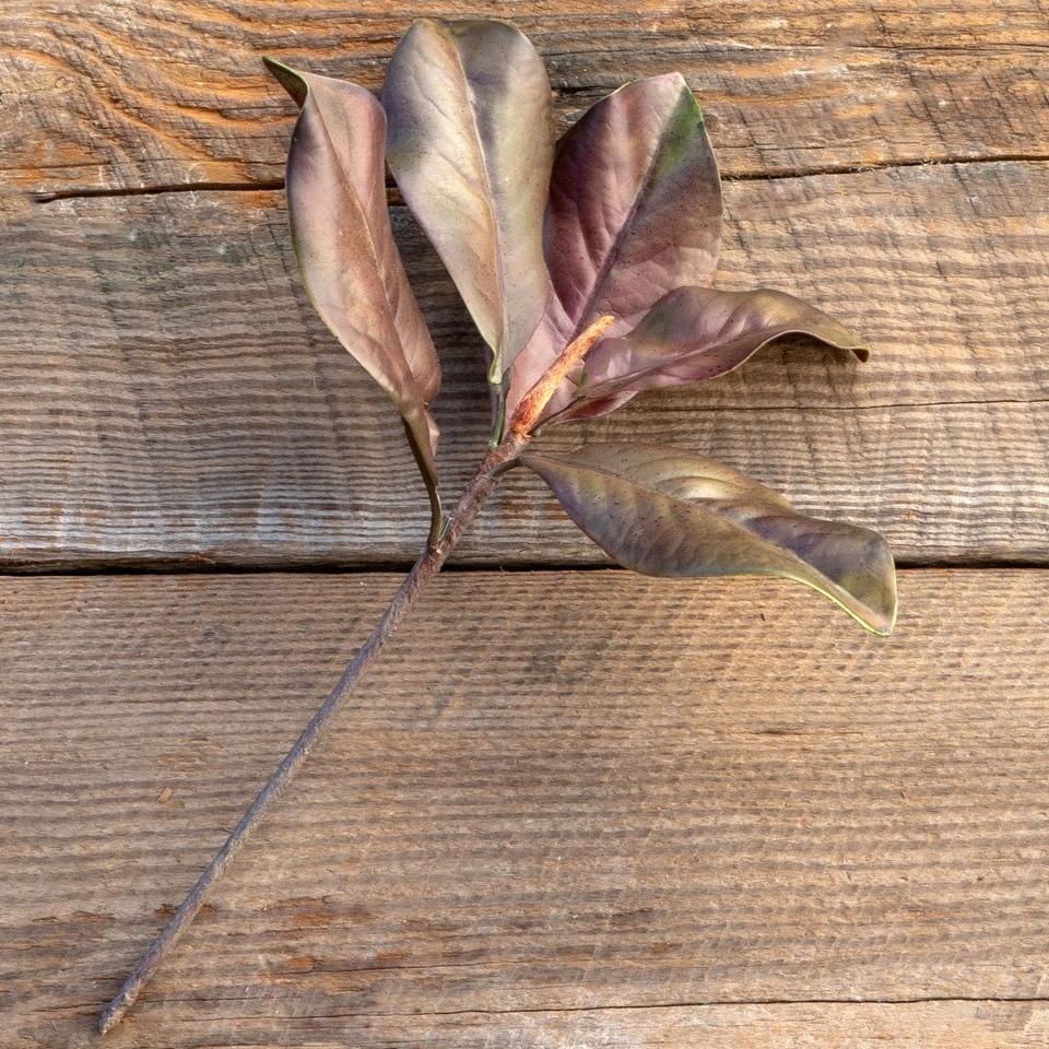 Bronzed Magnolia Leaf Spray