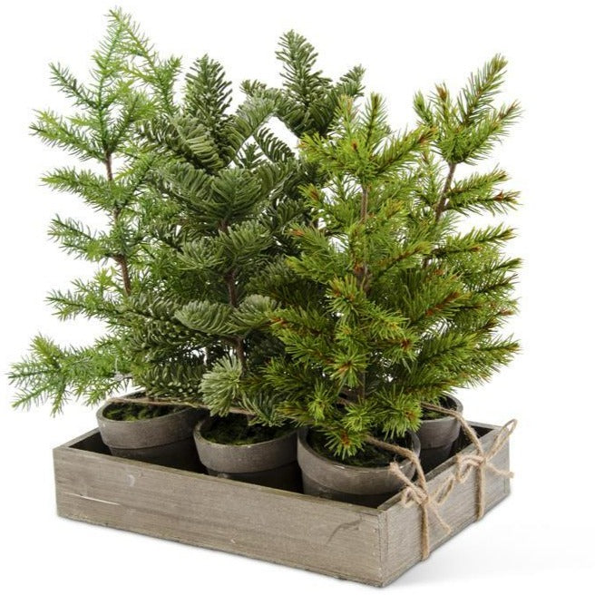 Potted Tall Pine Tree