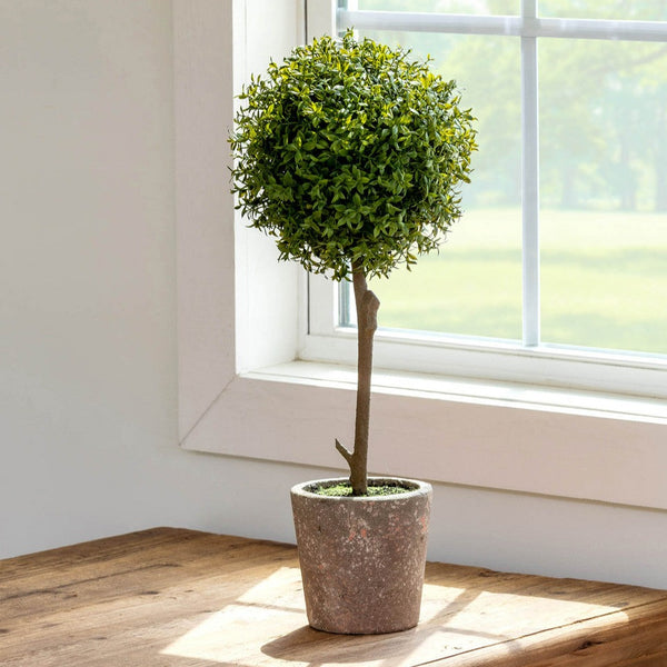 Thyme Ball Medium Topiary in Cement Pot A Cottage in the City