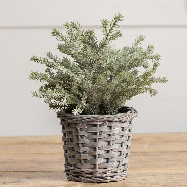 Topiary Pine Tree In Woven Basket