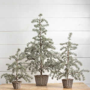 Tufted Pine Tree In Basket